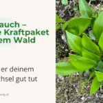 Bärlauch – das grüne Kraftpaket aus dem Wald & warum er deinem Stoffwechsel gut tut