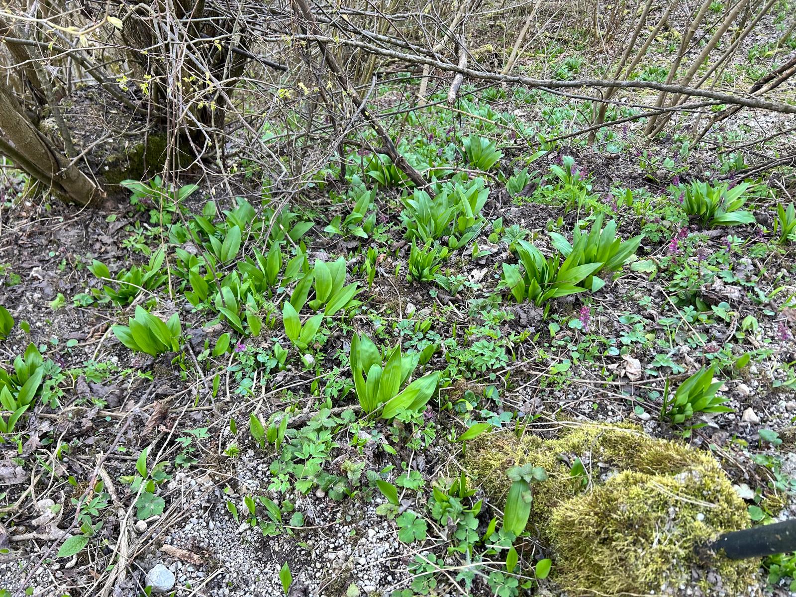 Bärlauch – das grüne Kraftpaket aus dem Wald & warum er deinem Stoffwechsel gut tut